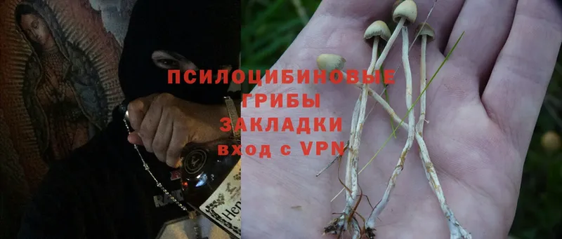 Псилоцибиновые грибы Psilocybine cubensis  Россошь 